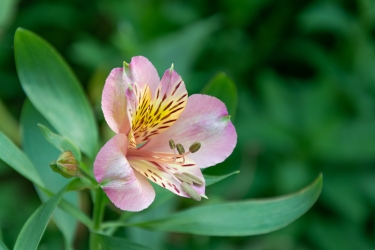 Le parc botanique du Tessin, sur les îles de Brissago