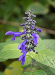 Le parc botanique du Tessin, sur les îles de Brissago