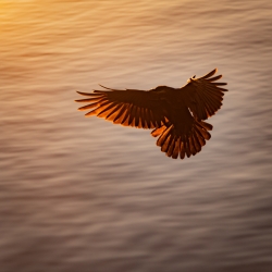 Un corbeau qui vole face au soleil levant
