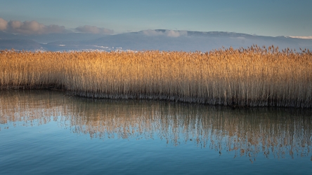 Le reflet des roseaux dans le lac de Neuchâtel