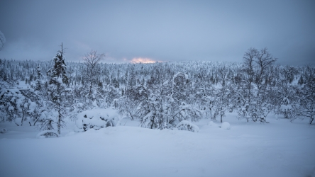 Sur la route entre Rovaniemi et Inari