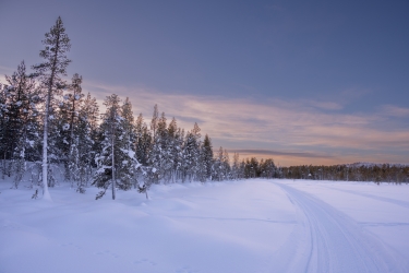 Balade dans la forêt finlandaise