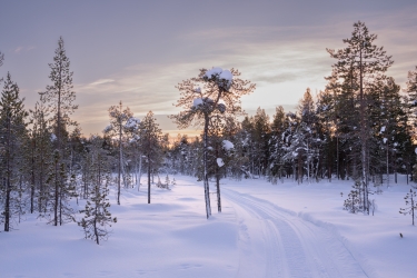 Balade dans la forêt finlandaise