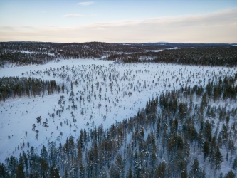 La forêt finlandaise vue du ciel