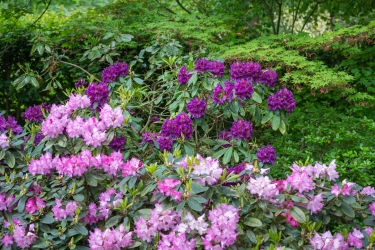 Le jardin des rhododendrons du zoo de Mulhouse