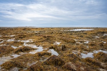Balade à marée basse sur les côtes de Penmarc’h
