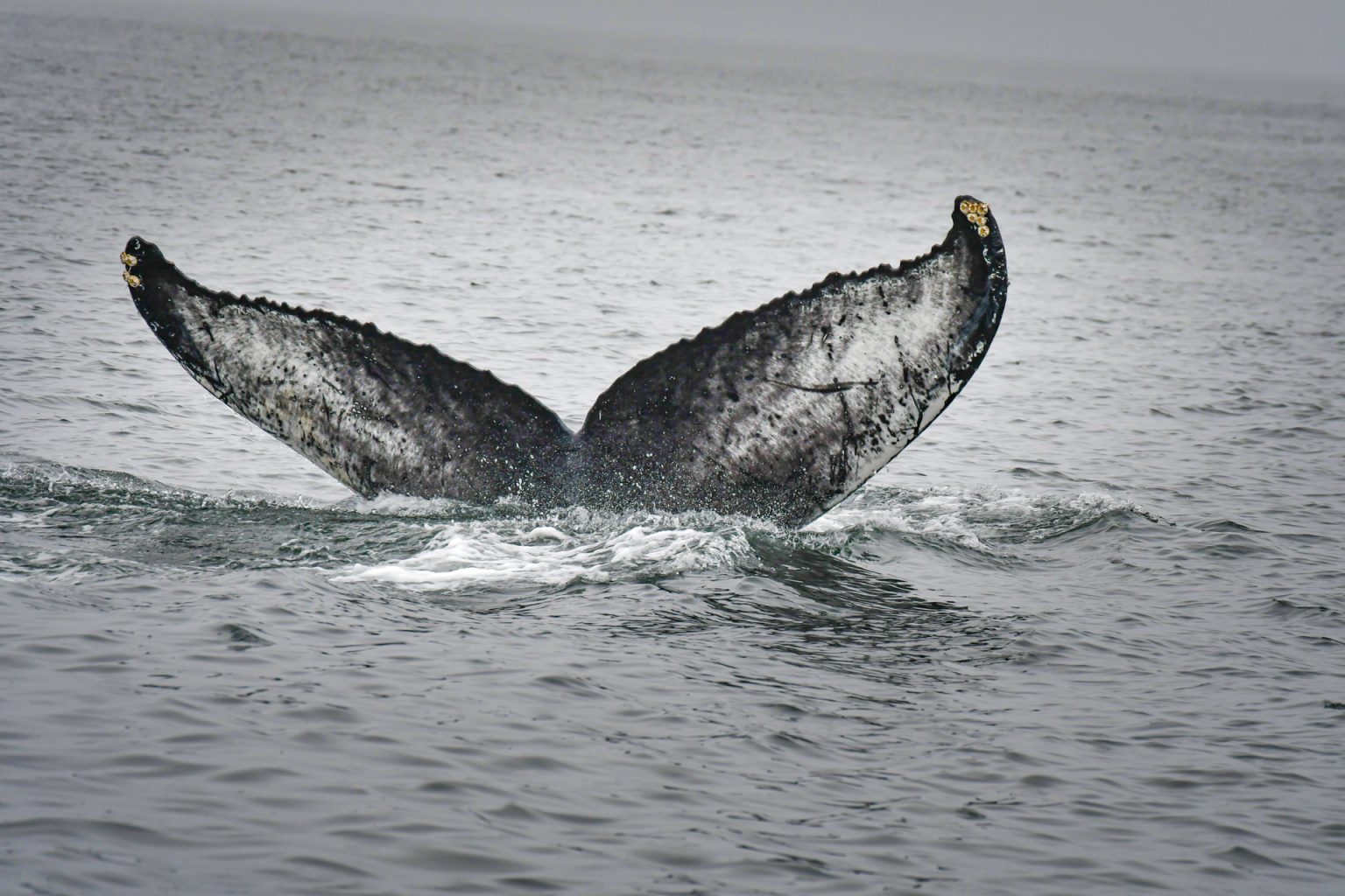 Canada – Jour 10 : A la rencontre des rorquals et des ours noirs