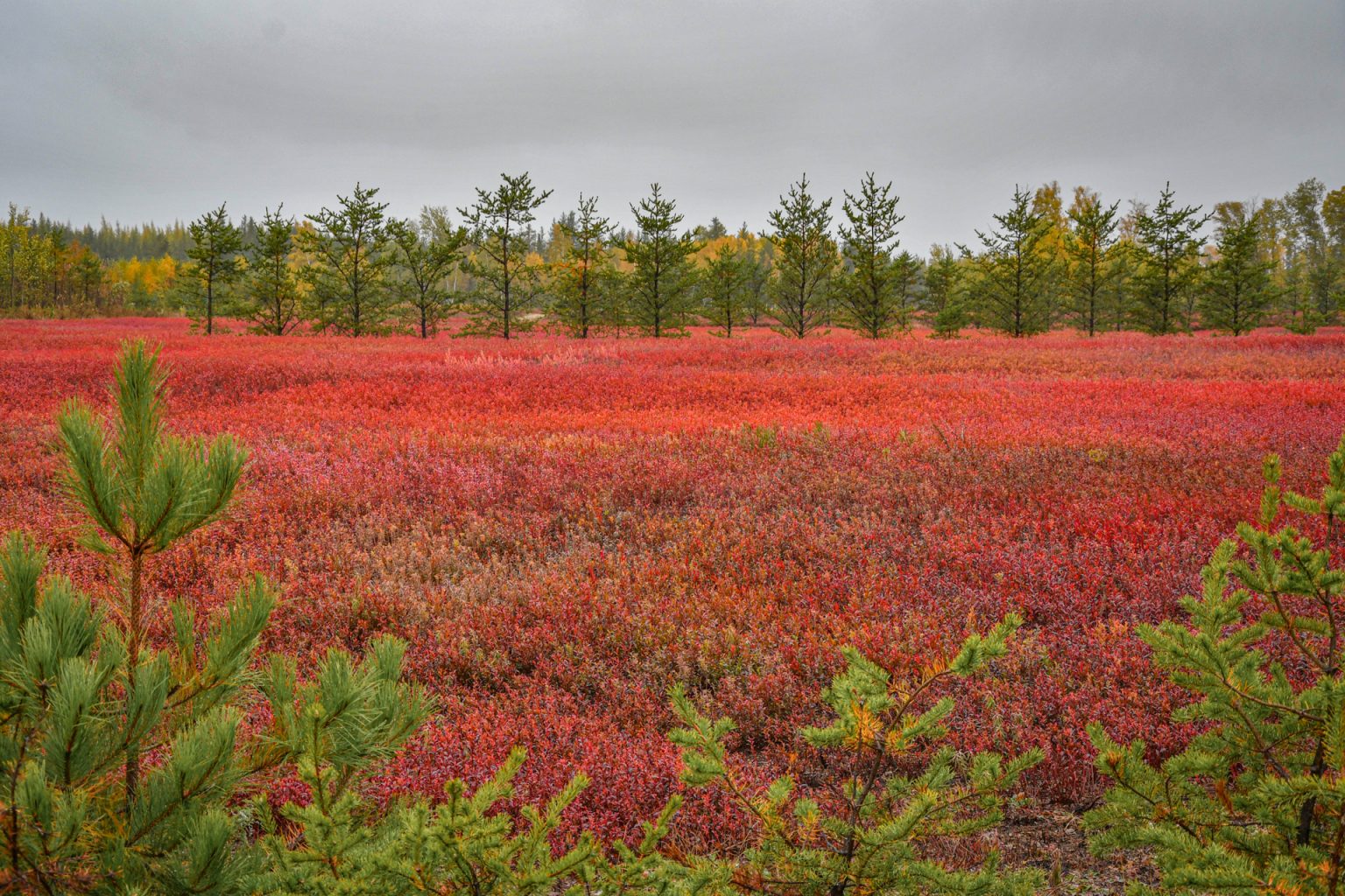 Canada – Jour 12 : Au pays des bleuets