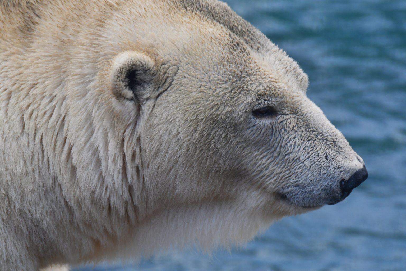 Canada – Jour 13 : Visite du zoo sauvage de Saint-Félicien