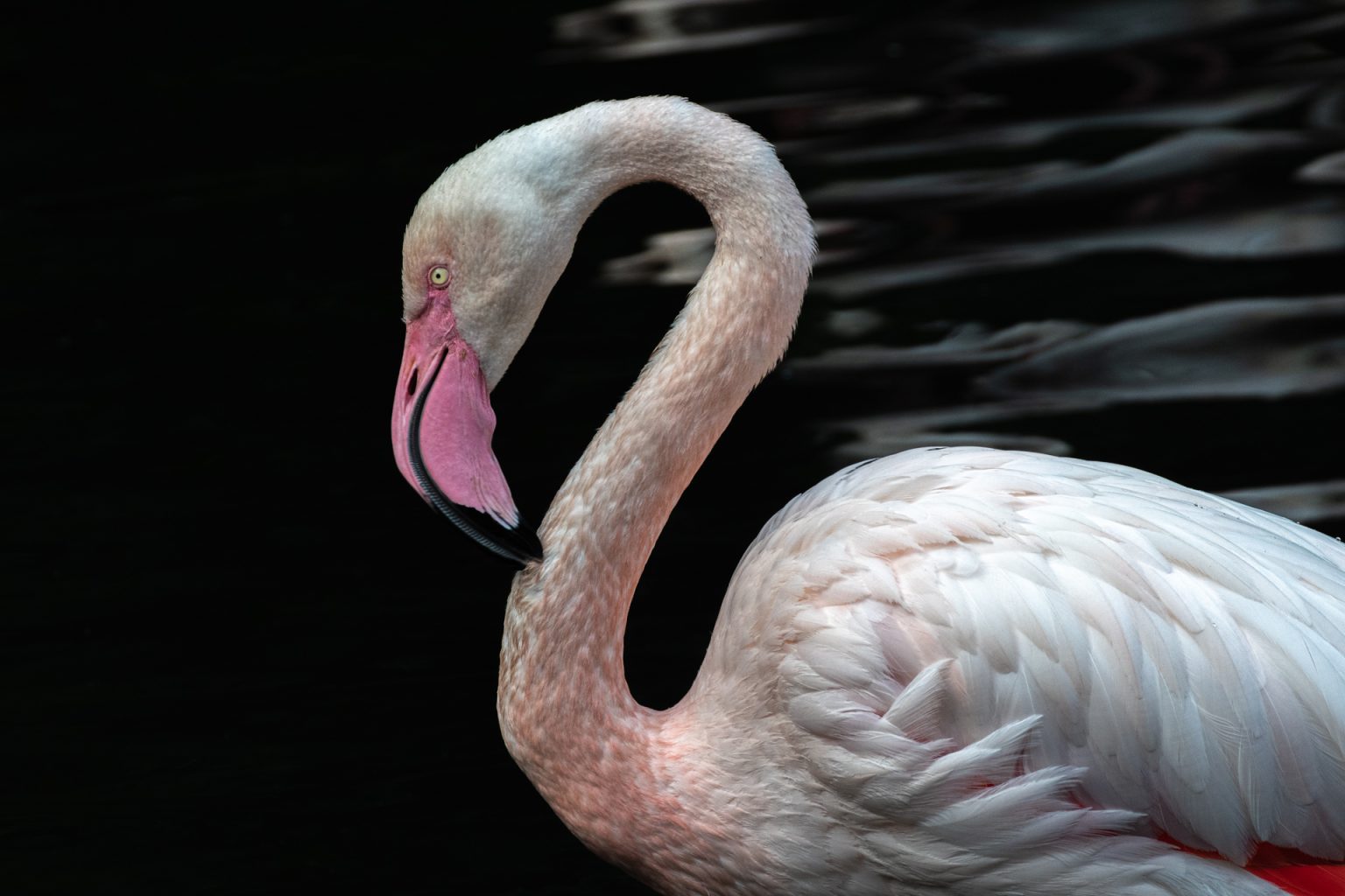 Visite du parc zoologique et botanique de Mulhouse