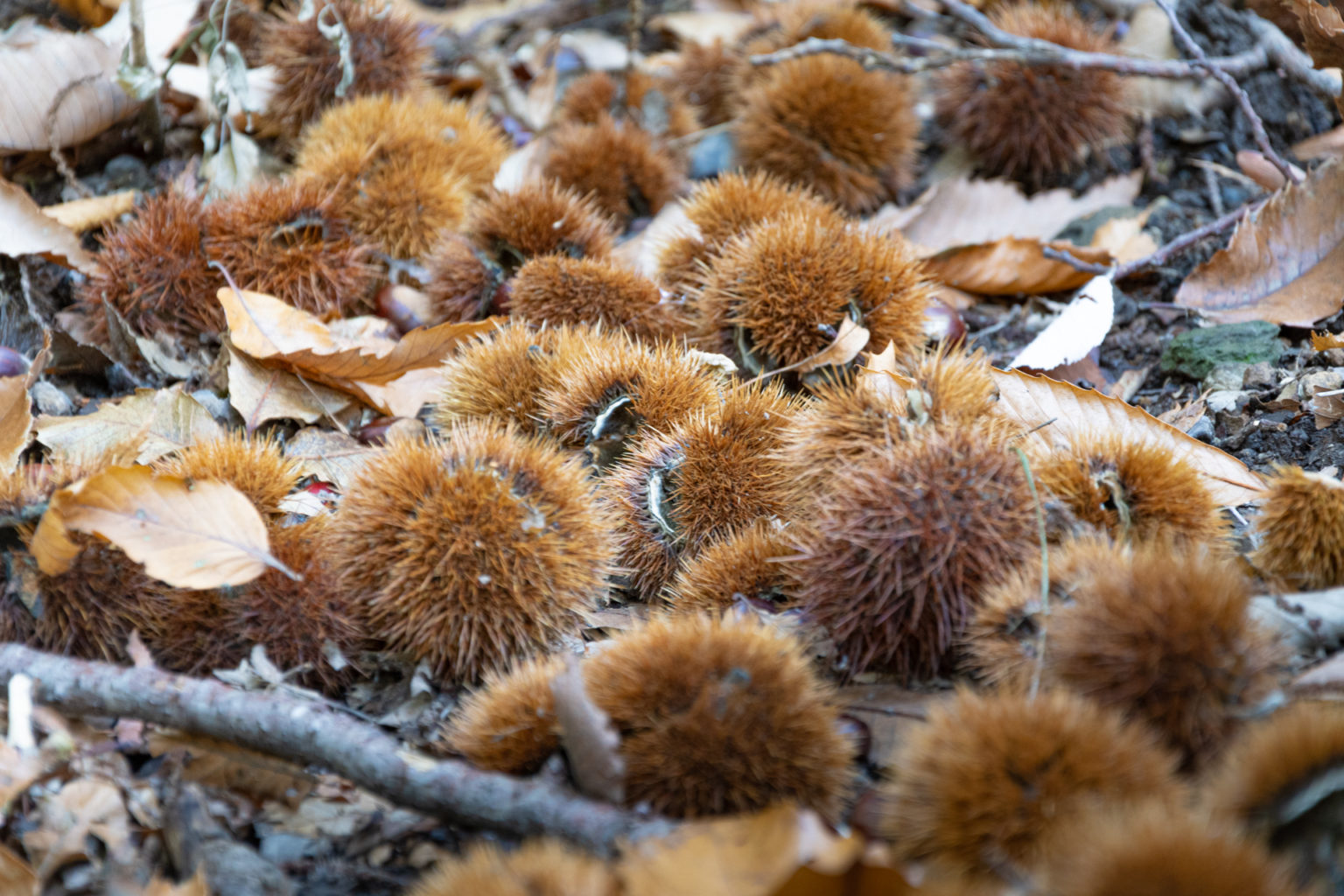Le Monte Brè, paradis des châtaignes
