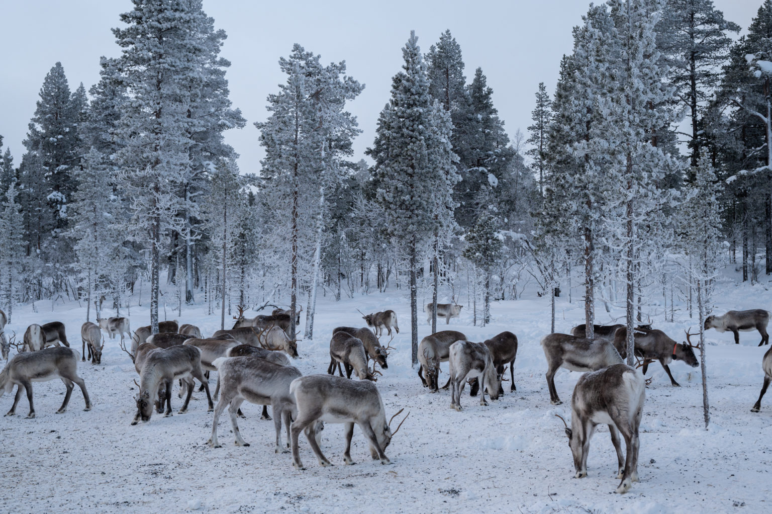 Laponie – Jour 5 : Visite chez un éleveur de rennes