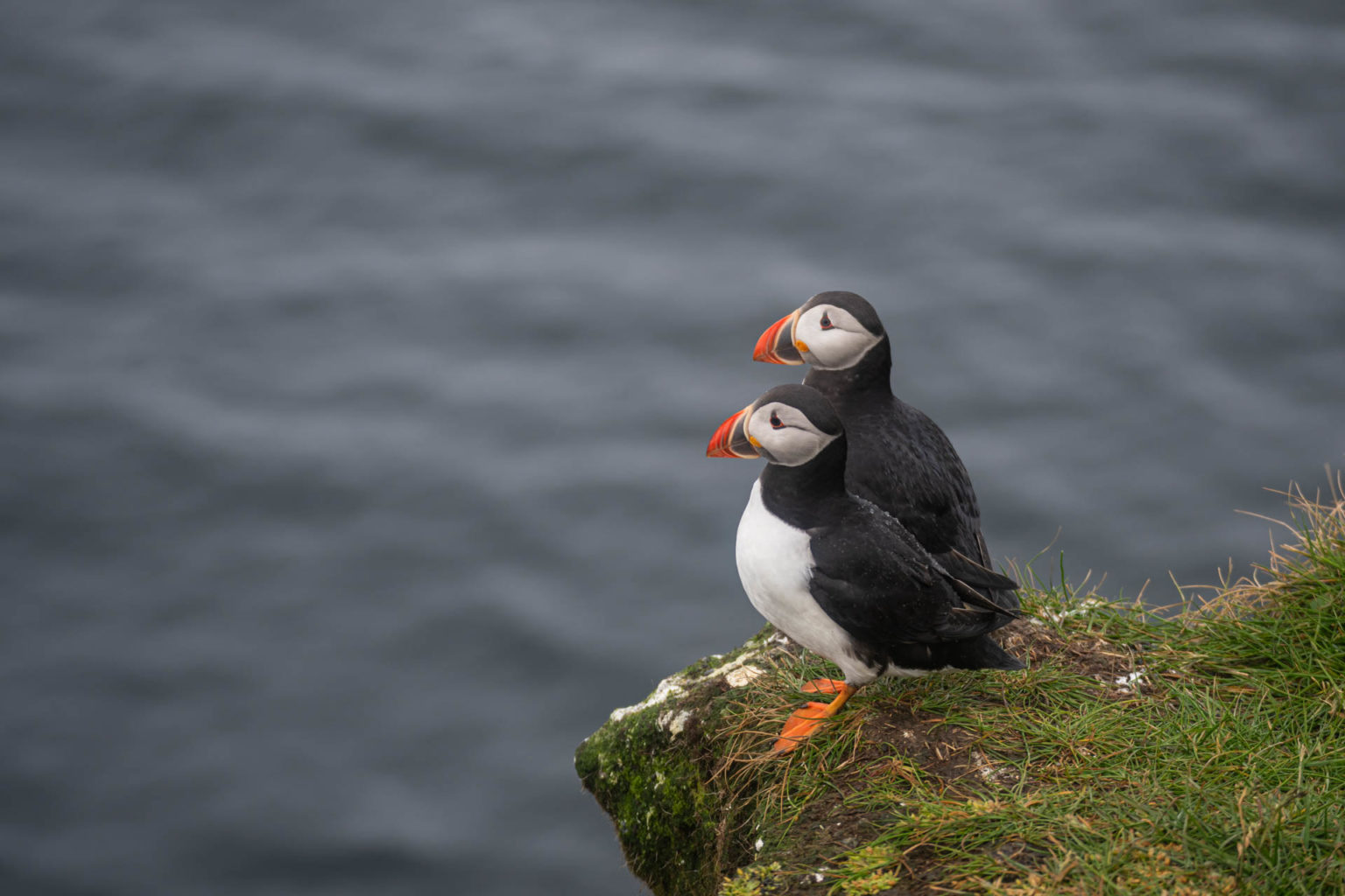 Îles Féroé – Jour 3 : A la recherche des macareux sur Nólsoy