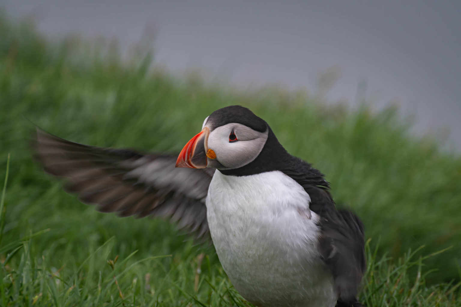 Îles Féroé – Jour 13 : L’île de Mykines