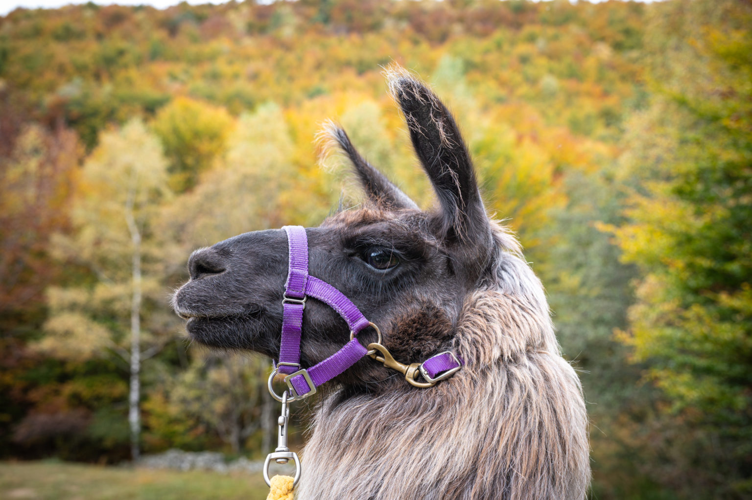 Randonnée avec des lamas